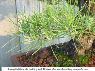 Lowest-left branch budding well 40 days after candle-cutting was performed
 