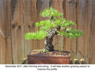 December 2011, after thinning and wiring. It will take another growing season to
improve the profile.
 