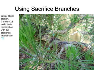 Using Sacrifice Branches
Lower-Right
branch.
Candle-Cut
and create
ramification
with the
branches
labeled with
“O”
O
O
 