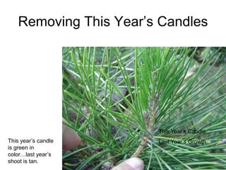 Removing This Year‟s Candles
This Year‟s Candle
Last Year‟s GrowthThis year‟s candle
is green in
color…last year‟s
shoot is tan.
 