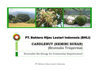 PT. Bahtera Hijau Lestari Indonesia (BHLI)

      CANDLENUT (KEMIRI SUNAN)
             (Reutealis Trisperma)
Renewable Bio-Energy for Community Empowerment



        PT. Bahtera Hijau Lestari Indonesia
 