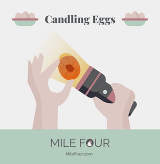 MileFour.com
Candling Eggs
 