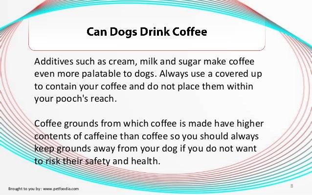 can dogs drink coffee can dogs drink coffee can dogs drink coffee can dogs drink coffee