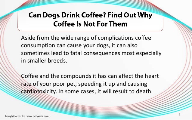 Curated visual reference: Gallery Detail: Symptoms Of Caffeine Overdose In Dogs