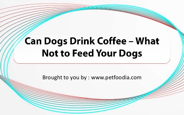 what not to feed dogs can dogs drink coffee what not to feed your dogs what not to feed dogs can dogs drink coffee what not to feed your dogs