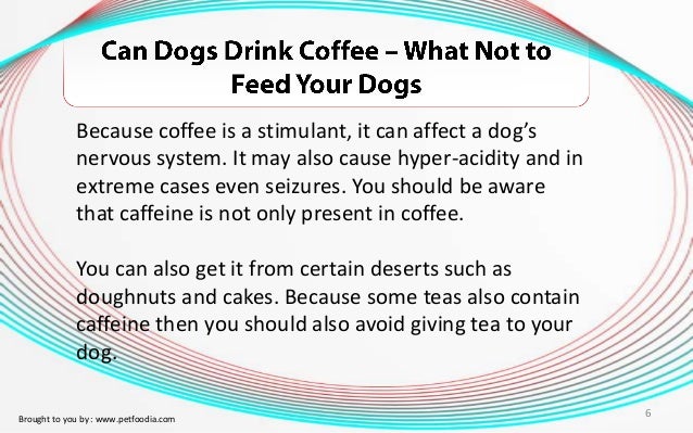 Can Dogs Drink Decaf Can Dogs Drink Decaf