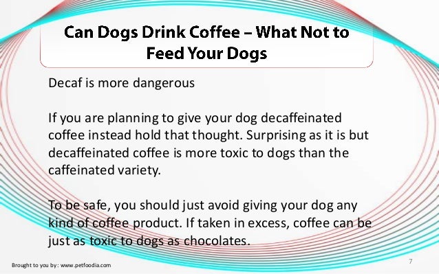 Can Dogs Drink Decaf Can Dogs Drink Decaf
