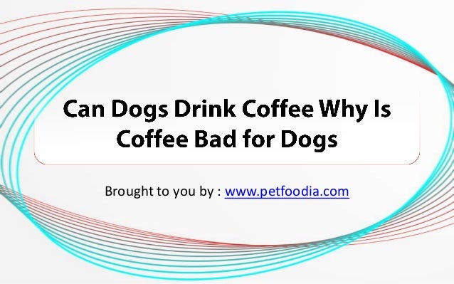 dogs bad for you can dogs drink coffee why is coffee bad for dogs dogs bad for you can dogs drink coffee why is coffee bad for dogs