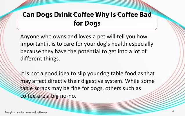 can dogs coffee can dogs drink coffee why is coffee bad for dogs can dogs coffee can dogs drink coffee why is coffee bad for dogs