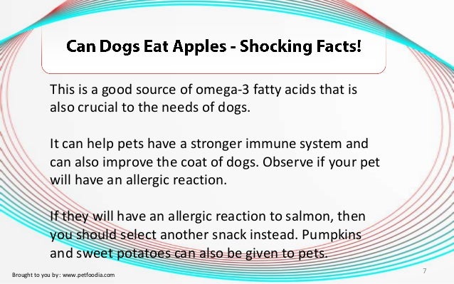 Can Dogs Have Natural Yogurt Can Dogs Have Natural Yogurt