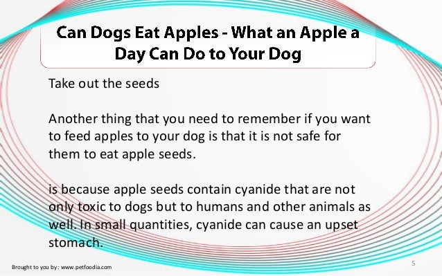 Is It Alright For Dogs To Eat Apples Is It Alright For Dogs To Eat Apples