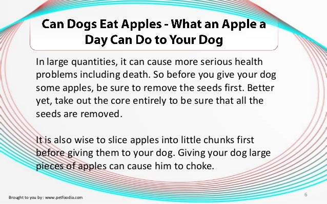 can dogs eat apple cores can dogs eat apples what an apple a day can do to your can dogs eat apple cores can dogs eat apples what an apple a day can do to your