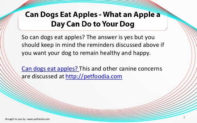 Can You Give Dogs Apple To Eat Can You Give Dogs Apple To Eat