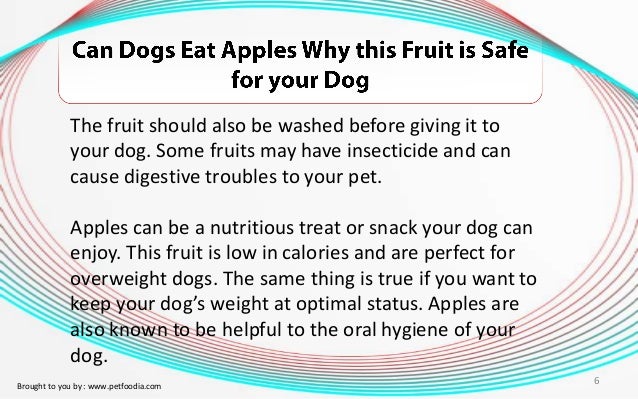 can dogs eat apple skin can dogs eat apples why this fruit is safe for your can dogs eat apple skin can dogs eat apples why this fruit is safe for your