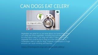 CAN DOGS EAT CELERY
Vegetables are great for us, but what about our loved dogs? Dogs
can safely eat some vegetables, including broccoli and cabbage,
but what about celery? Can dogs eat celery? Celery is a crunchy
vegetable that could be fed to dogs as a low-calorie snack. In
moderation celery is safe for dogs, however, consumption in huge
amounts can cause vomiting and diarrhea.
https://thedogcare.org/can-dogs-eat-celery/
 