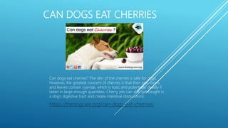 CAN DOGS EAT CHERRIES
Can dogs eat cherries? The skin of the cherries is safe for dogs.
However, the greatest concern of cherries is that their pits, stems,
and leaves contain cyanide, which is toxic and potentially deadly if
taken in large enough quantities. Cherry pits can also get caught in
a dog’s digestive tract and create intestinal obstructions.
https://thedogcare.org/can-dogs-eat-cherries/
 