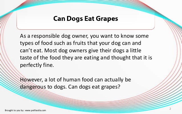 can you give dogs grapes can dogs eat grapes can you give dogs grapes can dogs eat grapes