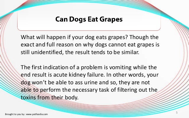 what happens if a eats grapes can dogs eat grapes what happens if a eats grapes can dogs eat grapes