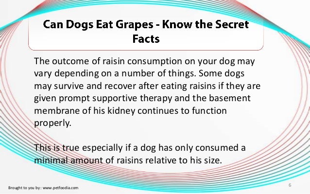 Can Dogs Recover From Eating Grapes Can Dogs Recover From Eating Grapes