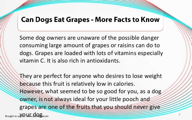 can puppies eat grapes can dogs eat grapes more facts to can puppies eat grapes can dogs eat grapes more facts to