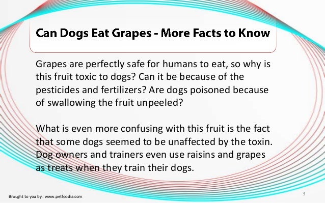 are grapes ok for dogs can dogs eat grapes more facts to are grapes ok for dogs can dogs eat grapes more facts to