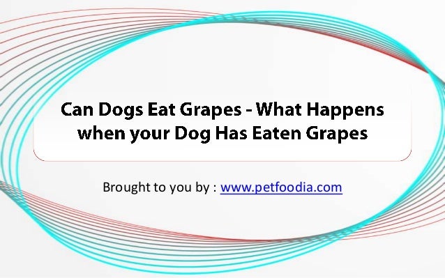 What happens if a dog eats viagra