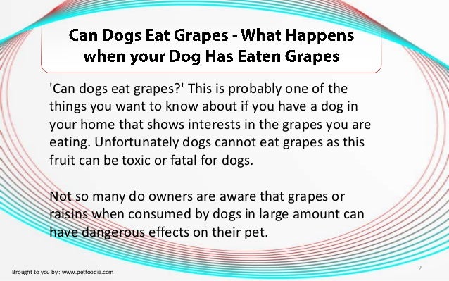 Can Dogs Eat Grapes - What Happens when your Dog Has Eaten Grapes?
