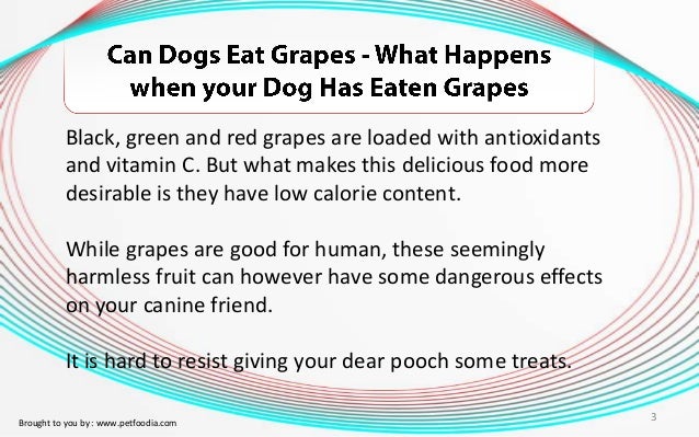 Dog Eating Fruit