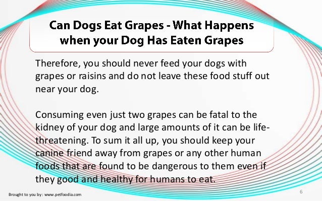 What Happens To A Dog If They Eat Raisins What Happens To A Dog If They Eat Raisins