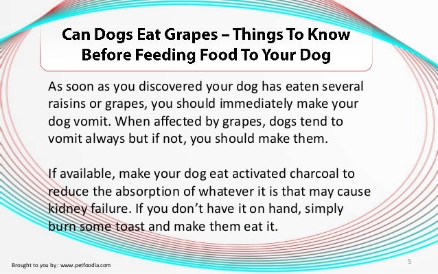 Can Dogs Eat Grapes? – Things To Know Before Feeding Food To Your Dog