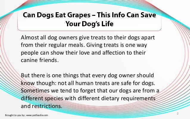 can you give dogs grapes can dogs eat grapes this info can save your s can you give dogs grapes can dogs eat grapes this info can save your s