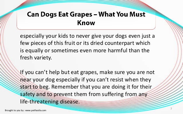 can you give dogs grapes can dogs eat grapes what you must can you give dogs grapes can dogs eat grapes what you must