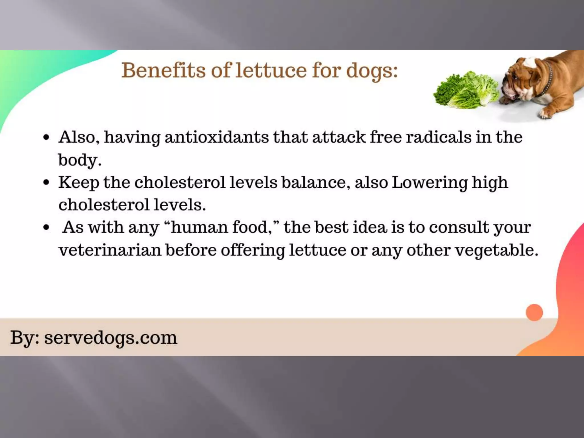 Can dogs eat lettuce | PPT - Can Cooked Lettuce Be Bad For Dogs