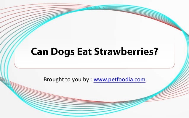 can dogs eat strawberries