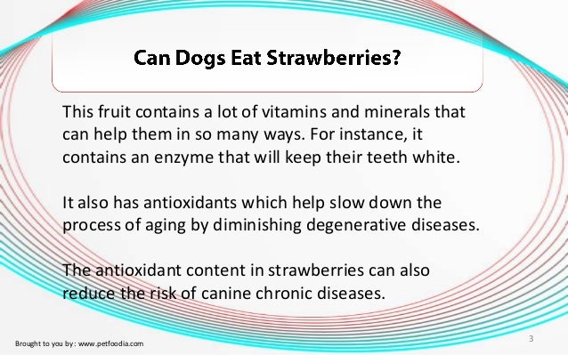 can dogs eat strawberries