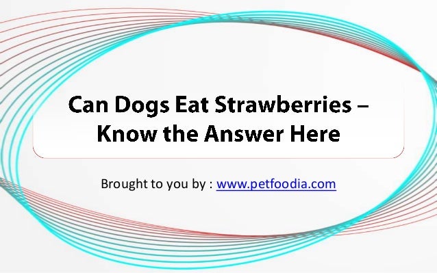 can dogs eat strawberries