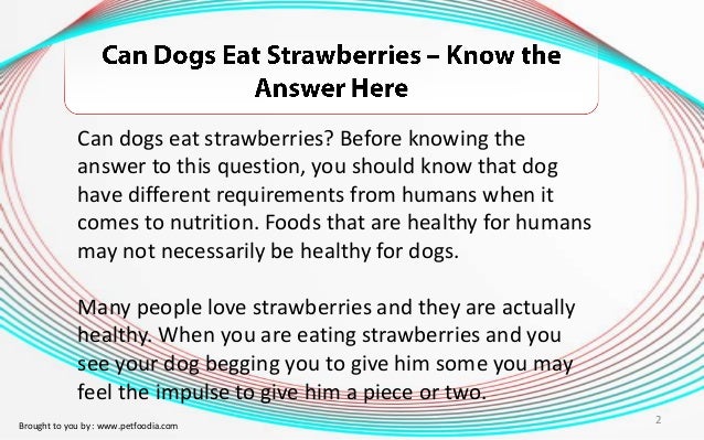 can dogs eat strawberries