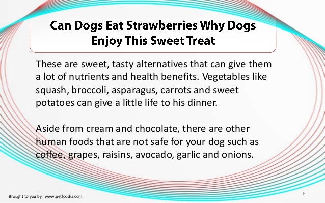 Why Can T Dogs Eat Cooked Onions Why Can T Dogs Eat Cooked Onions