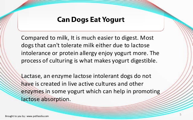Can You Give Your Dog Natural Yogurt Can You Give Your Dog Natural Yogurt