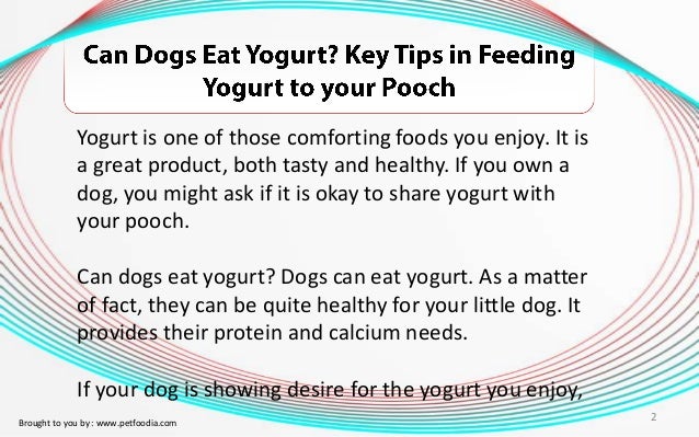Feeding Dog Yogurt Video Feeding Dog Yogurt Video