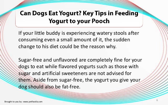 Can You Give Dogs Flavored Yogurt Can You Give Dogs Flavored Yogurt