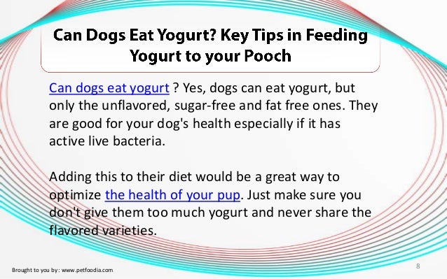 can dogs yogurt can dogs eat yogurt key tips in feeding yogurt to your pooch can dogs yogurt can dogs eat yogurt key tips in feeding yogurt to your pooch