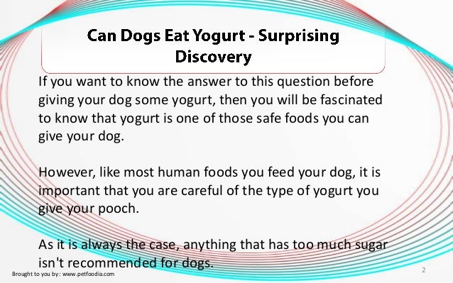 can dogs eat spam can dogs eat yogurt surprising discovery can dogs eat spam can dogs eat yogurt surprising discovery