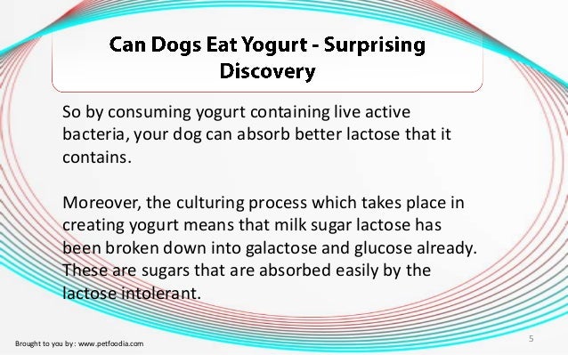 Can Milk Make Dogs Sick Can Milk Make Dogs Sick