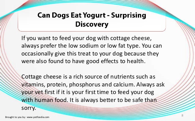 Can You Give A Dog Cottage Cheese Can You Give A Dog Cottage Cheese