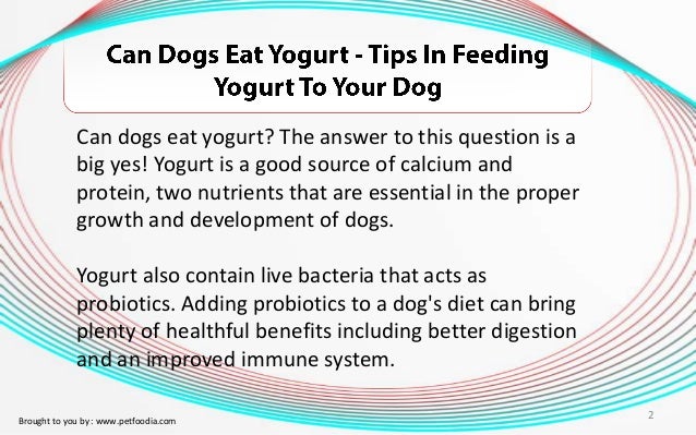 can dogs have yogurt