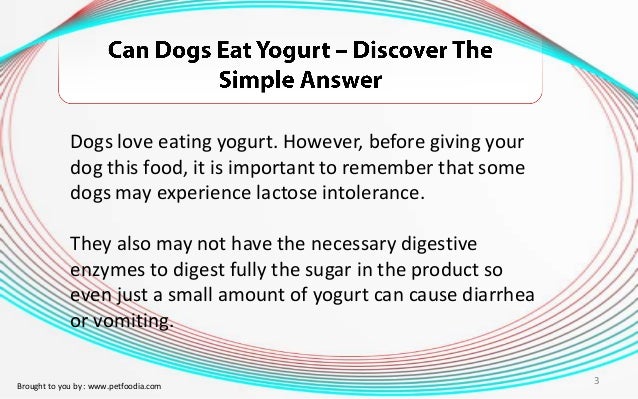 Can You Give Your Dog Plain Yogurt Can You Give Your Dog Plain Yogurt