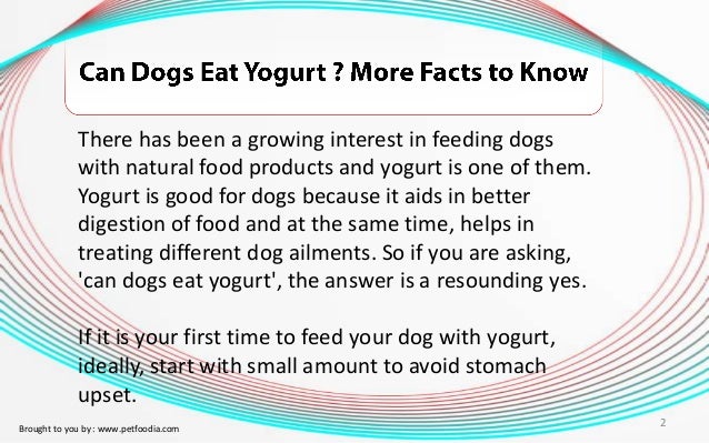 can puppies eat yogurt can dogs eat yogurt more facts to can puppies eat yogurt can dogs eat yogurt more facts to