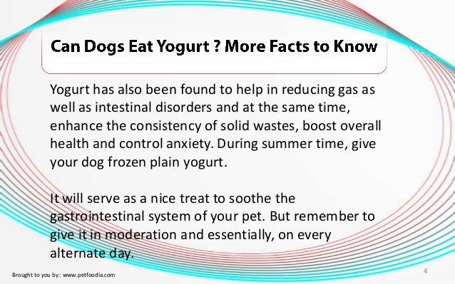 Can You Give Your Dog Natural Yogurt Can You Give Your Dog Natural Yogurt