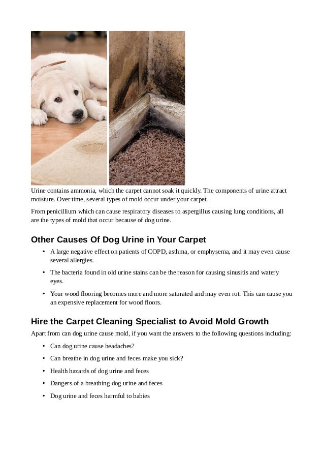 Can Dog Urine Cause Mold